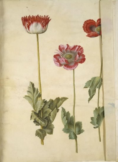 Mak lekarski (mak lekarski) autorstwa Hans Simon Holtzbecker
