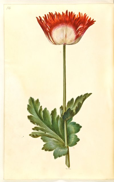 Mak lekarski (mak lekarski) autorstwa Hans Simon Holtzbecker