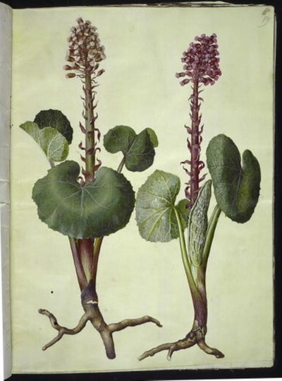 Petasites hybridus (czerwona podkowa) autorstwa Hans Simon Holtzbecker