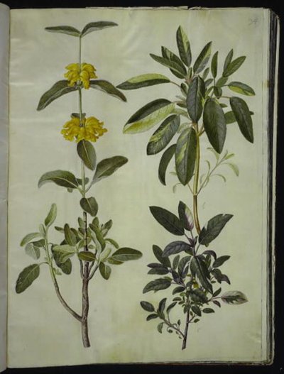 Phlomis fruticosa (lwia paszcza pospolita); Salvia officinalis (szałwia) autorstwa Hans Simon Holtzbecker