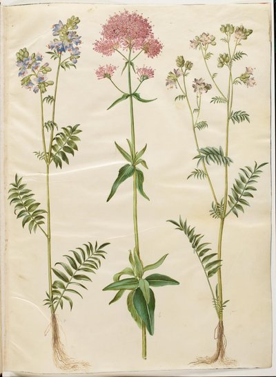 Polemonium caeruleum (powszechna drabina Jakubowa); Centranthus ruber (kołek z czerwonymi zarodnikami) autorstwa Hans Simon Holtzbecker