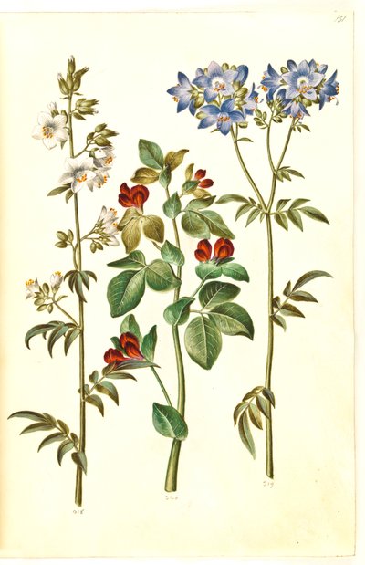 Polemonium caeruleum (powszechna drabina Jakubowa); Lotos tetragonolobus (groszek szparagowy) autorstwa Hans Simon Holtzbecker
