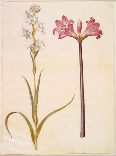 Polanthes tuberosa (tuberoza); Amarylis belladonna (belladonnalilje) autorstwa Hans Simon Holtzbecker