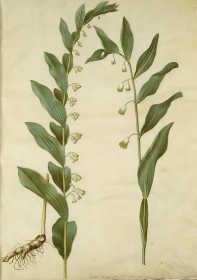 Polygonatum multiflorum (stor konval); Polygonatum odoratum (kantet konval) autorstwa Hans Simon Holtzbecker