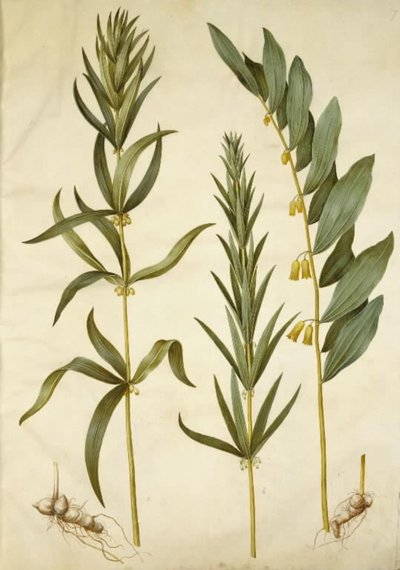 Polygonatum verticillatum (wieniec konwalia); Polygonatum multiflorum (duża konwalia) autorstwa Hans Simon Holtzbecker