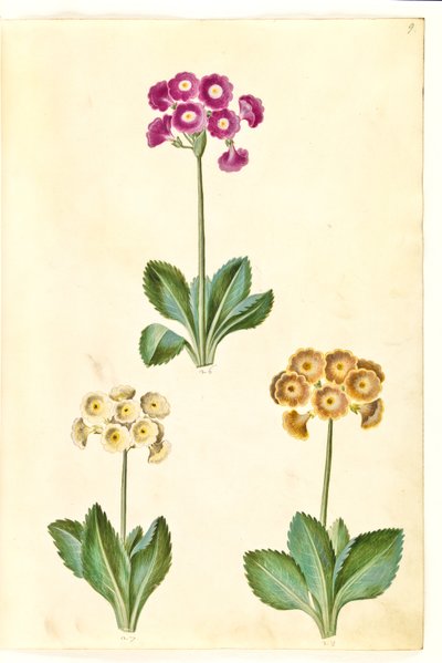 Pierwiosnek ×pubescens (mają-aurikel) autorstwa Hans Simon Holtzbecker