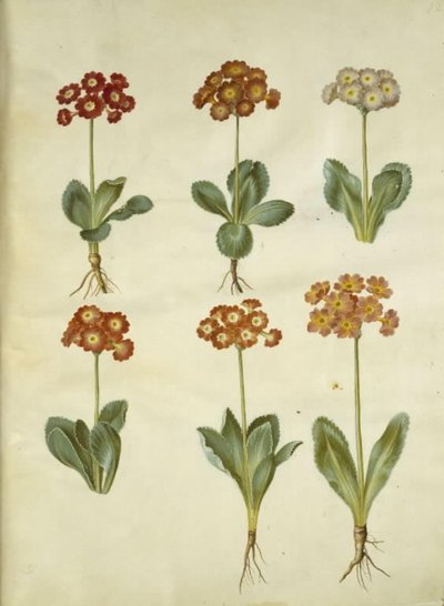 Pierwiosnek ×pubescens (mają-aurikel) autorstwa Hans Simon Holtzbecker
