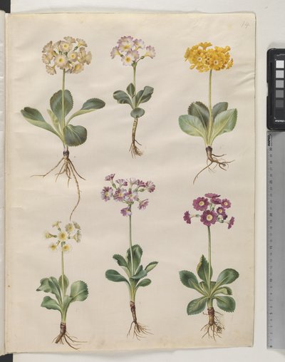 Pierwiosnek ×pubescens Wulfen (z uszami) autorstwa Hans Simon Holtzbecker
