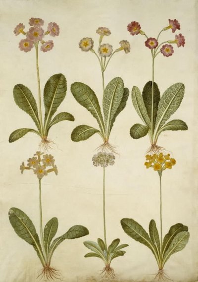 Primula veris (hybryda cowpea z wydrążoną szyjką); Primula farinosa (Cowpea kwitnąca) autorstwa Hans Simon Holtzbecker