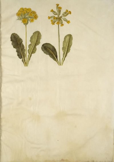 Primula veris (hybryda cowpea z wydrążoną szyjką); Primula veris (Cowpea z wydrążoną szyjką) autorstwa Hans Simon Holtzbecker