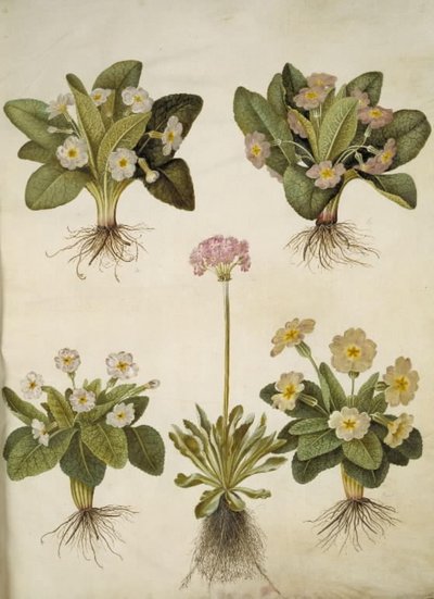 Primula vulgaris (hybryda pierwiosnka wielkokwiatowego); Primula farinosa (Cowpea Kwitnąca) autorstwa Hans Simon Holtzbecker