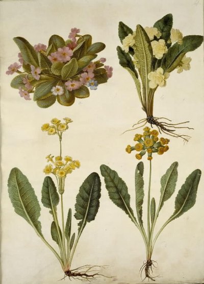 Primula vulgaris (karnawałowa krowa); Primula vulgaris (hybryda pierwiosnka wielkokwiatowego); Primula veris (hybryda cowpea z wydrążoną szyjką) autorstwa Hans Simon Holtzbecker