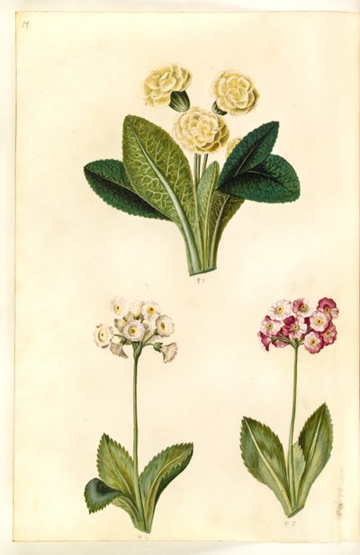 Primula vulgaris (pierwiosnka wielkokwiatowa); Pierwiosnek ×pubescens (małżówka ogrodowa) autorstwa Hans Simon Holtzbecker