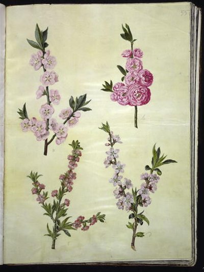 Prunus dulcis (migdał); Prunus persica autorstwa Hans Simon Holtzbecker