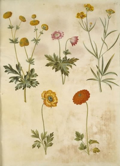 Ranunculus acris (guldknap-ranunkel); Anemone nemorosa (zawilec); Ranunculus Illyricus (step-ranunkel); Ranunculus asiatica (ranunkel) autorstwa Hans Simon Holtzbecker