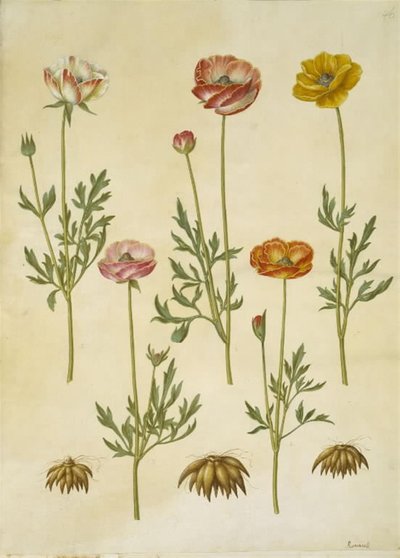 Ranunculus asiatica (ranunkel) autorstwa Hans Simon Holtzbecker