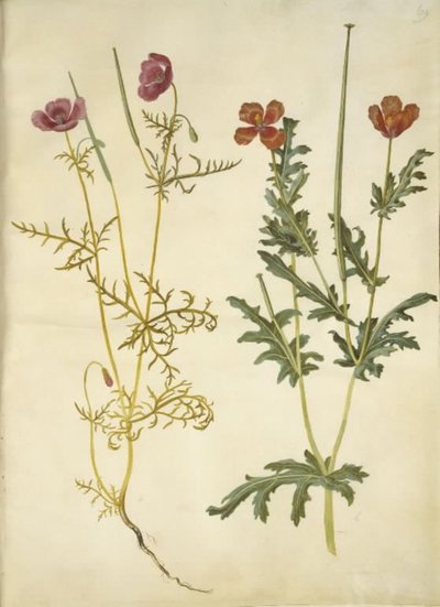 Roemeria hybrida (fioletowy hornvalmue); Glaucium horniculatum (rød hornskulpe) autorstwa Hans Simon Holtzbecker