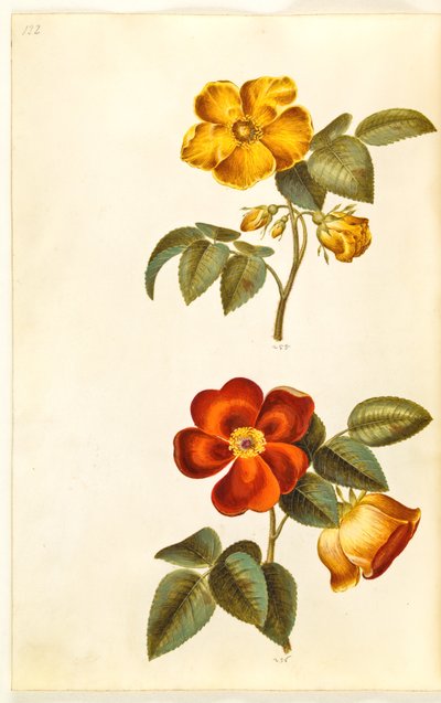 Rosa foetida (żółta róża); Rosa foetida (róża turecka) autorstwa Hans Simon Holtzbecker