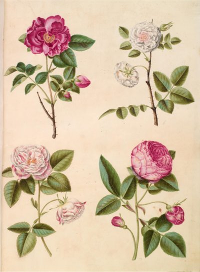 Rosa gallica (apoteker-róża); Rosa × alba (róża hvid); róża galijska (Rosa Mundi); Rosa × centifolia (centifolia-róża) autorstwa Hans Simon Holtzbecker