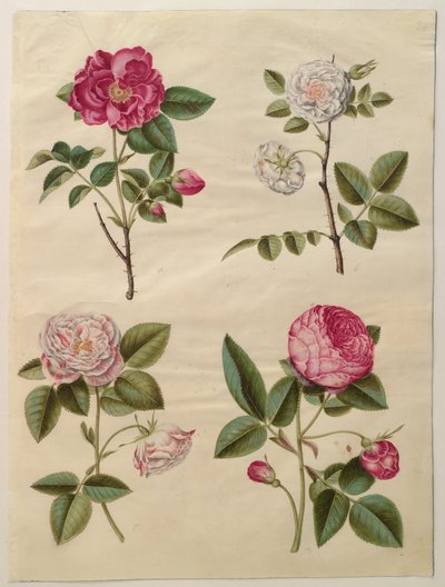 Rosa gallica autorstwa Hans Simon Holtzbecker