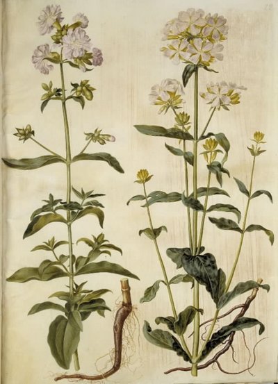 Saponaria officinalis (mydlnica lekarska) autorstwa Hans Simon Holtzbecker