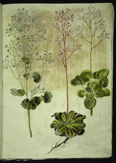 Saxifraga rotundifolia (kalnica okrągłolistna); Saxifraga umbrosa (Shadow Saxifrage); Saxifraga geum (kwiaty porcelanowe) autorstwa Hans Simon Holtzbecker
