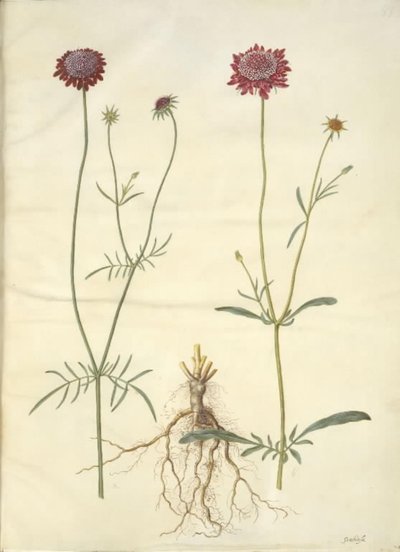Scabiosa atropurpurea (enkeblomst) autorstwa Hans Simon Holtzbecker