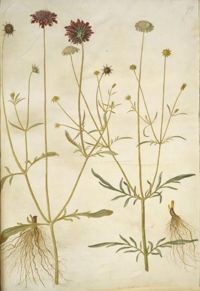 Scabiosa atropurpurea (enkeblomst); Scabiosa columbaria (dwa skabiose) autorstwa Hans Simon Holtzbecker