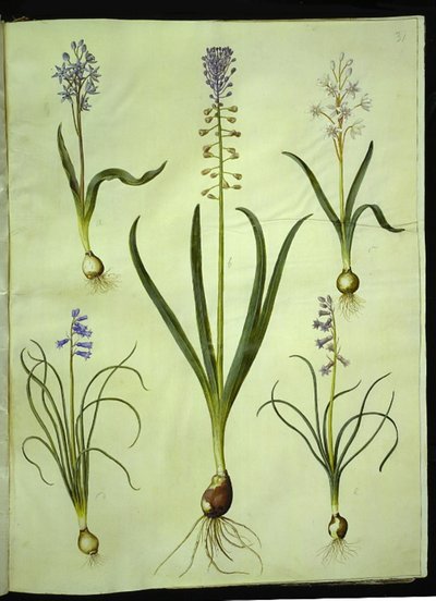 Scilla bifolia (scilla dwulistna); Muscari comosum (hiacynt zmierzchowy); Brimeura amethystina (hiacynt pirenejski) autorstwa Hans Simon Holtzbecker