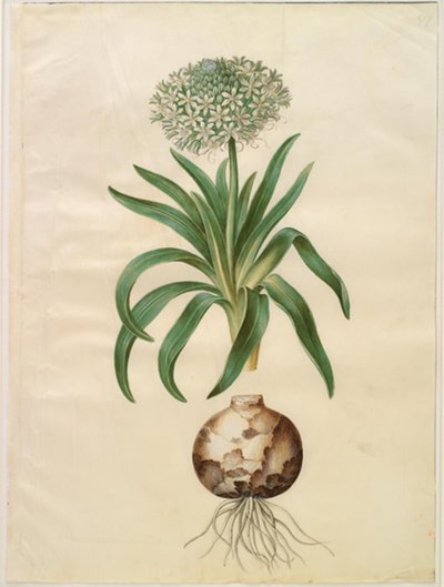 Scilla peruviana (scilla olbrzymia) autorstwa Hans Simon Holtzbecker