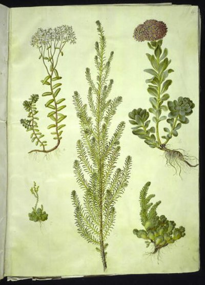 Album rozchodnika (biała rozchodnik); Sedum anacampseros (kalnica okrągłolistna); Rozchodnik (zioło skalne); Suaeda vera (gęsia stopa); Rozchodnik rupestre (kalnica górska) autorstwa Hans Simon Holtzbecker