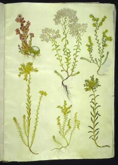 Sempervivum arachnoideum (cebula pajęczynowa); Album rozchodnika (biała rozchodnik); Akr rozchodnika (gryząca widłak); Sedum rupestre (kalnica górska); Sedum sexangulare (sześciorzędowa skalnica) autorstwa Hans Simon Holtzbecker