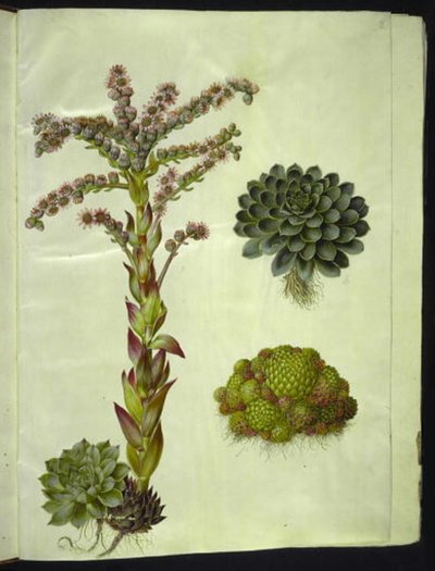 Wieczne dachy (almindelig husløg); Wiecznie zielona góra (bjerg-husløg) autorstwa Hans Simon Holtzbecker