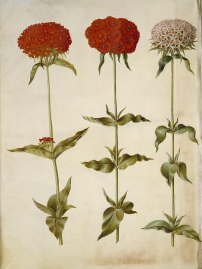Silene chalcedonica (płonąca miłość) autorstwa Hans Simon Holtzbecker