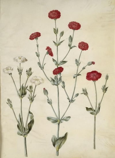 Silene coronaria (korona jeżowca) autorstwa Hans Simon Holtzbecker