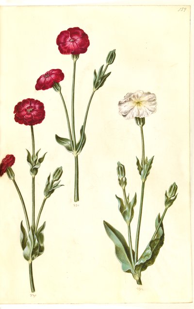 Silene coronaria (korona jeżowca) autorstwa Hans Simon Holtzbecker
