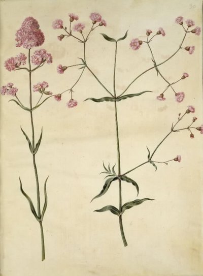 Silene viscaria (ząbek smoły zwyczajnej); Silene (korona z korka) autorstwa Hans Simon Holtzbecker