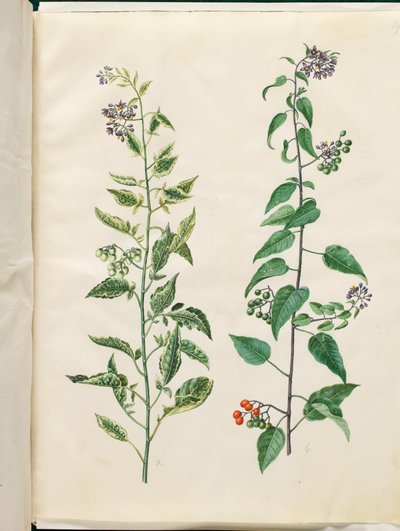Solanum dulcamara (słodko-gorzka wilcza jagoda) autorstwa Hans Simon Holtzbecker