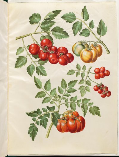 Solanum lycopersicum L. (pomidor almindelig) autorstwa Hans Simon Holtzbecker