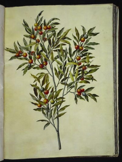 Solanum pseudocapsicum (niedźwiedź jerozolimsko-koralowy) autorstwa Hans Simon Holtzbecker