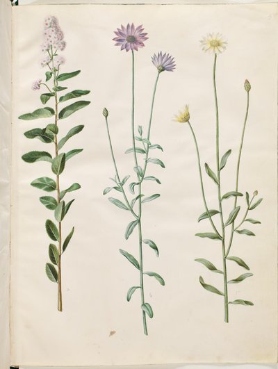 Spiraea salicifolia (spiraea ostrolistna); Catananche niebieski (blå rasleblomst) autorstwa Hans Simon Holtzbecker