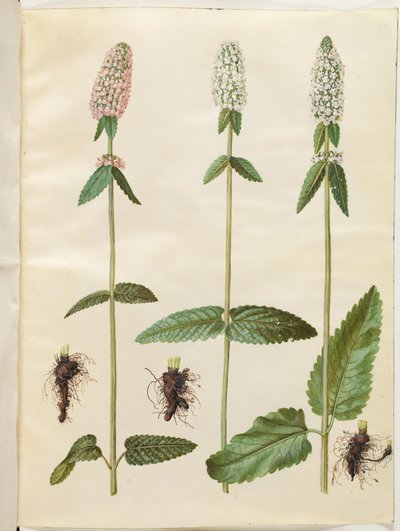Stachys officinalis (betony medyczne) autorstwa Hans Simon Holtzbecker