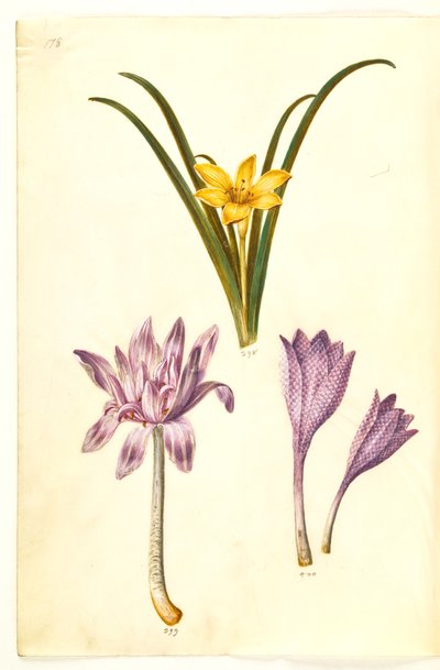 Sternbergia lutea (almindelig sternbergia); Colchicum autumnale (høst-tidløs); Colchicum pstrokaty (plettet tidløs) autorstwa Hans Simon Holtzbecker