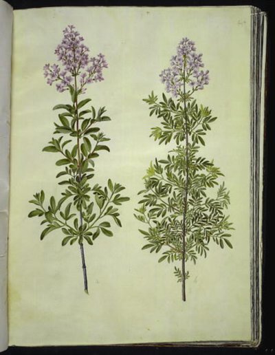 Syringa ×laciniata (płatkowaty szczaw) autorstwa Hans Simon Holtzbecker