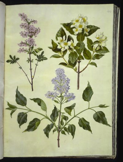 Syringa ×persica (szczaw perski); Philadelphus coronarius (pachnące drzewo fajkowe); Syringa vulgaris (szczaw zwyczajny) autorstwa Hans Simon Holtzbecker