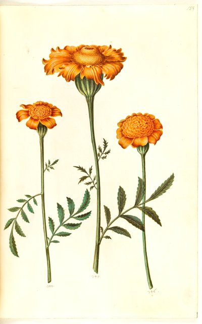 Tagetes patula (aksamitny kwiat z poprzeczką) autorstwa Hans Simon Holtzbecker