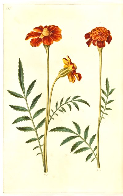 Tagetes patula (aksamitny kwiat z poprzeczką) autorstwa Hans Simon Holtzbecker