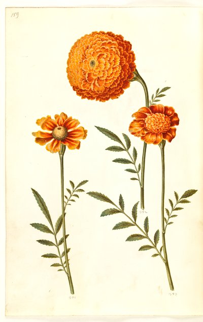 Tagetes patula (aksamitny kwiat z poprzeczką) autorstwa Hans Simon Holtzbecker