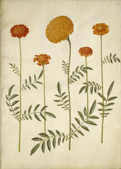 Tagetes patula (aksamitny kwiat z poprzeczką); Aksamitka erekcji (wyprostowany aksamitny kwiat) autorstwa Hans Simon Holtzbecker