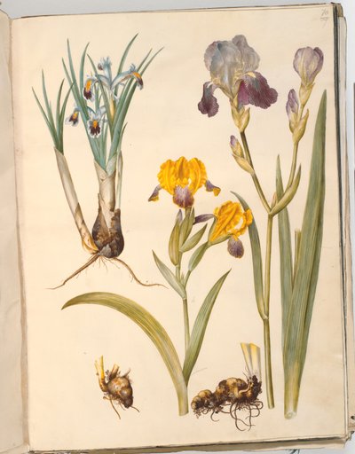 Tytuł: Iris persica (kosaciec perski); Iris variegata (barwna tęczówka); Irys × sambucina (półka irys) autorstwa Hans Simon Holtzbecker